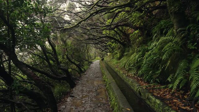 A smooth handheld walking shot along a straight stone path beside a levada on the PR6 Levada das 25 Fontes trail in Madeira. Laurel tree branches arch above the trail and water channel