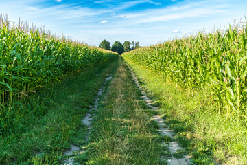 Obraz premium A dirt road running between corn fields