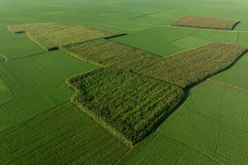 Aerial view of emerald green fields intersected by strips of darker vegetation creating a patchwork of textures, Kishoreganj, Dhaka Division, Bangladesh.