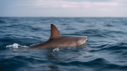 Naklejka premium Shark swimming in the ocean with dorsal fin visible above water surface overcast sky
