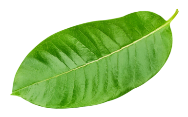 Exotic leaves isolated PNG. leaf macro studio photo on transparent background PNG