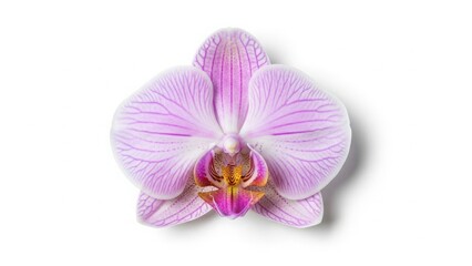 Fototapeta premium Beautiful pink and purple phalaenopsis orchid blossom isolated on a white background, featuring exotic tropical petals in a closeup macro shot of nature's floral beauty