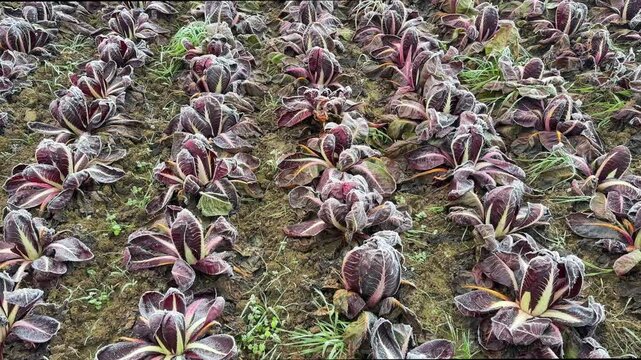 A video showing a traditional radicchio cultivation in the Veneto plain during winter, with rows of crops covered in delicate frost. The scene highlights rural Italian agriculture, seasonal farming 
