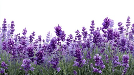 Obraz premium A field is filled with many lavender flowers. They stand tall with their purple color under a clear sky. The sunlight brightens the scene. Bees can be seen flying around.