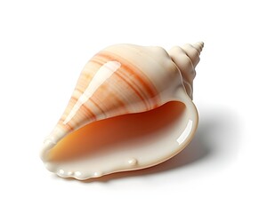 Seashell Conch Isolated on White