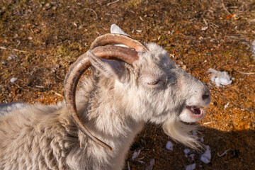 Fototapeta premium White goat with long curved horns and beard. Funny animal yawning or speaking on sunny day. Portrait of farm female goat animal.