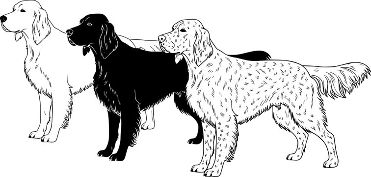 Illustration of two english setter dogs one in outline and one in solid black silhouette style image editable vector
