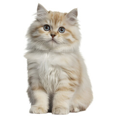 Fluffy British Shorthair Kitten with Blue Eyes Looks Up, Cream Fur and Long Whiskers Sitting on transparent background
