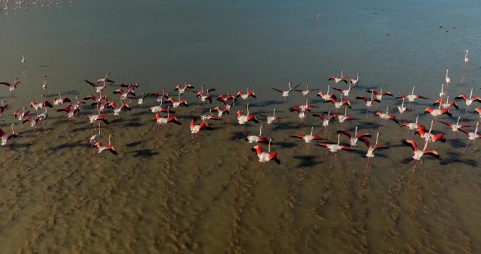 Flamingos Running on Water Before Takeoff Cinematic Drone Shot