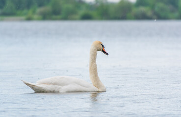 Fototapeta premium Graceful white Swan swimming in the lake, swans in the wild. Portrait of a white swan swimming on a lake.