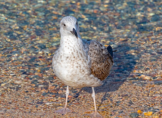 White and grey seagull