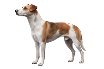 Realistic domestic dog, full body, standing pose, neutral natural position, realistic proportions, clean detailed fur texture, soft studio lighting, eye level view, centered composition, isolated on t