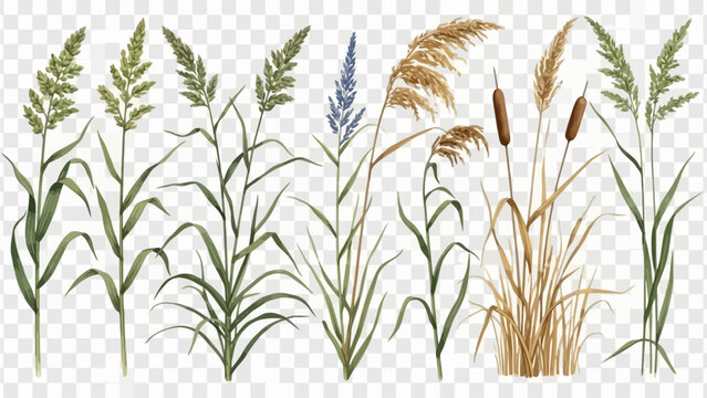 Various plants and reeds illustrated in a graphic style on a transparent background