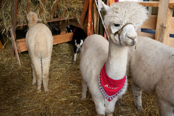 Obraz premium A group of fluffy light-colored alpacas standing in a wooden pen filled with hay