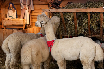 Obraz premium A group of fluffy light-colored alpacas standing in a wooden pen filled with hay