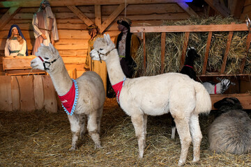 Obraz premium A group of fluffy light-colored alpacas standing in a wooden pen filled with hay