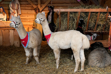 Obraz premium A group of fluffy light-colored alpacas standing in a wooden pen filled with hay