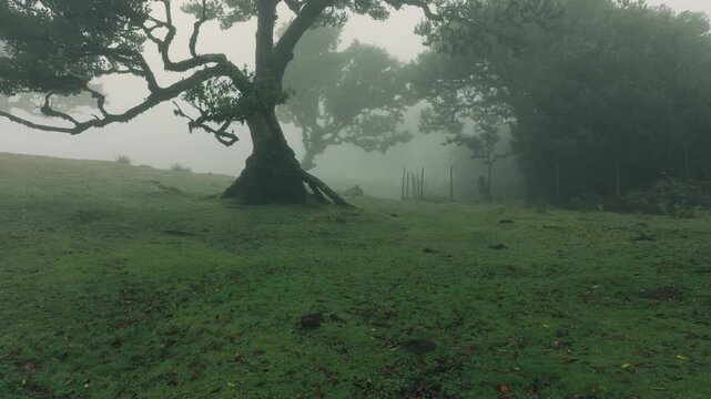 Atmospheric drone footage captured in the Fanal laurel forest on Madeira Island during heavy fog. The drone moves slowly through ancient laurel trees surrounded by dense mist, creating a dark