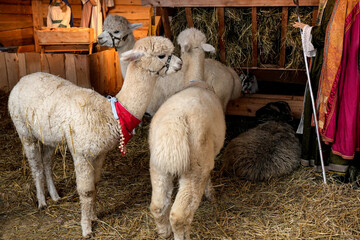 Obraz premium A group of fluffy light-colored alpacas standing in a wooden pen filled with hay