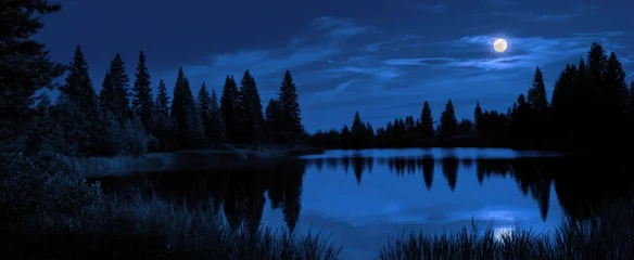 Fototapete Wald im Nebel Nighttime calm is a cozy blanket for deep recovery and fresh vitality.  © ckybe