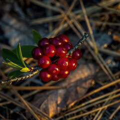 Bright red berries on a branch with green leaves near dry pine needles in the forest during daytime