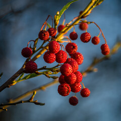 Berries hang from a branch against a blue sky during the evening hours in a natural setting