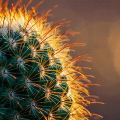 Cactus with long spines in the sunlight during late afternoon in a desert location