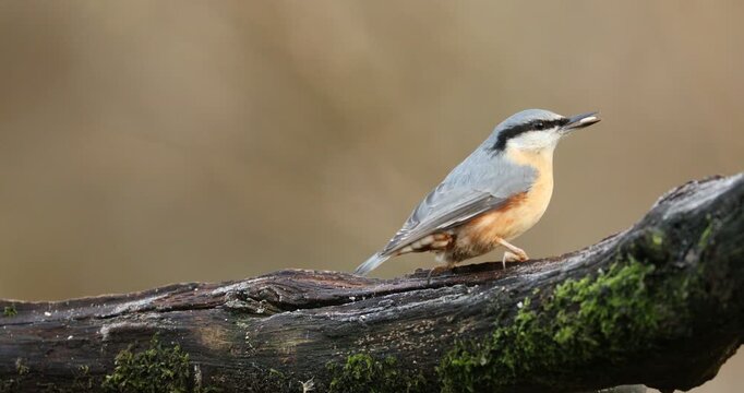 Eurasian Nuthatch (Sita europea)