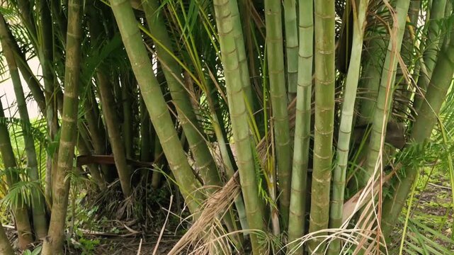 Chrysalidocarpus lutescens, also known as Dypsis lutescens and as golden cane palm, areca palm, yellow palm, butterfly palm or bamboo palm. Slow motion footage of nature, Howrah, West Bengal, India.
