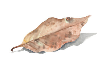 Watercolor Painting of a Dry Magnolia Leaf with Shadow