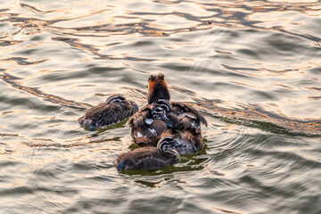 The water bird Great crested Grebe, Podiceps cristatus, swimming in the lake, and its cute babies riding on its back