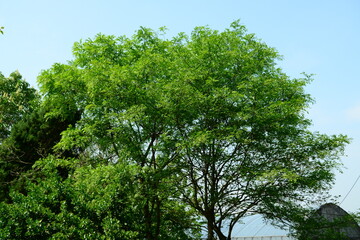 Fototapeta premium Gleditsia japonica Miq. of Fabaceae features pale yellow flowers and pinnate leaves. This is an authentic optical photography captured on location.