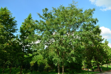 Fototapeta premium Gleditsia japonica Miq. of Fabaceae is a deciduous tree with thick thorns and long bean pods. This is an authentic optical photography on location.