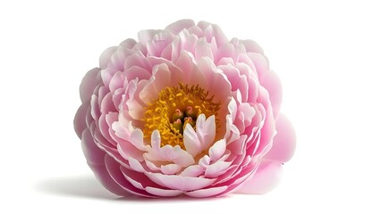 A beautiful pink peony flower with yellow center on white background