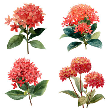  Ixora watercolor flower illustration isolated on transparent. png file for art work.