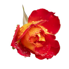 Dewy Red Rose on png  background