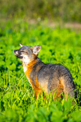 Obraz premium Island Fox Close Up Portrait Santa Cruz Island