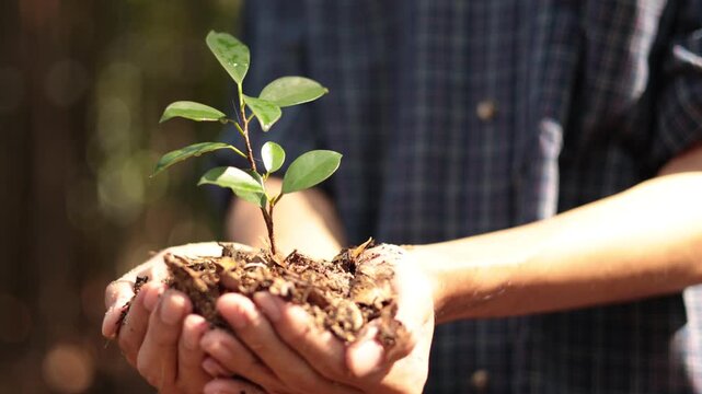 Hands Holding Green Plant Sapling in Soil. Concept for environmental protection, sustainability and reforestation efforts.