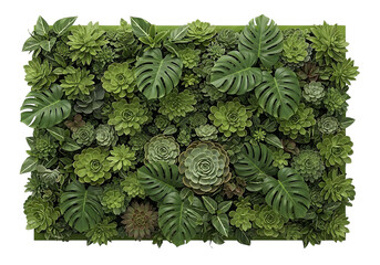 Lush succulent wall display