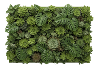 Lush succulent wall display