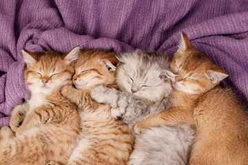 Four cute kittens sleeping together huddling on purple blanket © Татьяна Яблокова