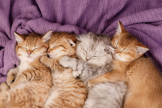 Four cute kittens sleeping together huddling on purple blanket