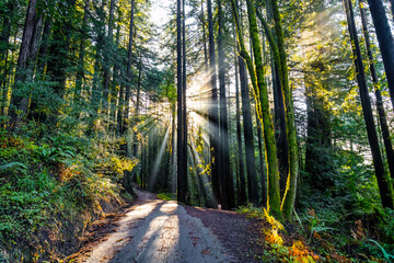 Obraz premium Scenic Morning Sunlight Trail Henry Cowell Redwoods