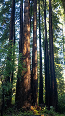 Obraz premium Scenic Lush Green Trail Through Giant Redwoods