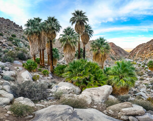 Scenic Green Palms at Fortynine Palms Oasis