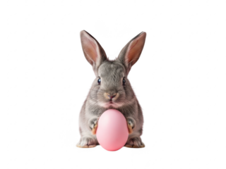 Cute gray bunny holding pink easter egg isolated on transparent background