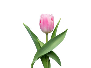 Obraz premium A pink tulip flower with green leaves isolated on transparent background