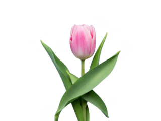 A pink tulip flower with green leaves isolated on transparent background