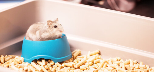 small hamster among the filler in his cage