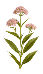 Beautiful pink milkweed flowers with lush green leaves on a transparent background